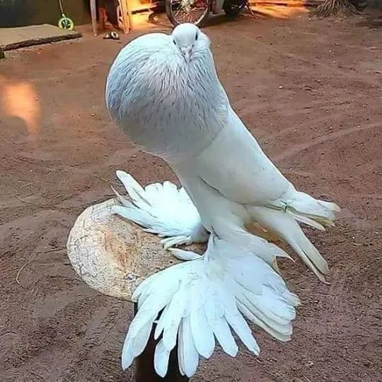 33種美麗的鳥欣賞 33種美麗的鳥欣賞