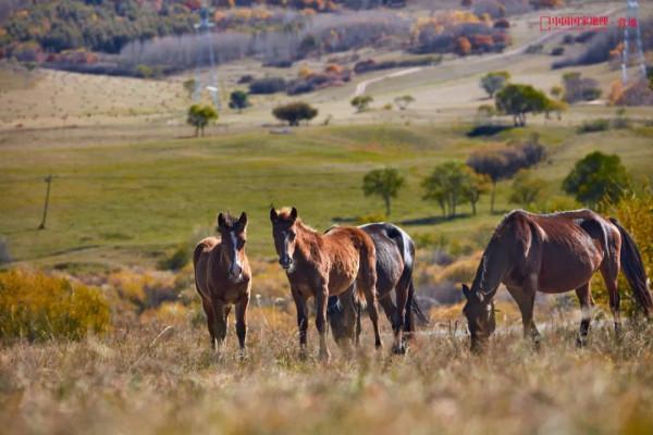 這一次,為什麼是承德? 這一次,為什麼是承德?