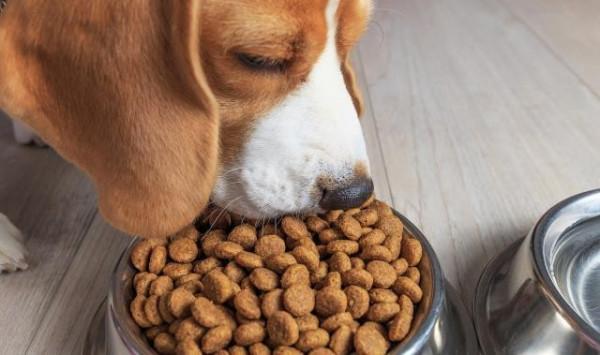 1957一隻狗被人類送入太空，流浪太空的英雄狗，現在變成什麼樣？