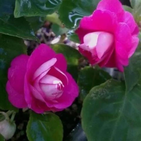 分享圖片，重瓣鳳仙花