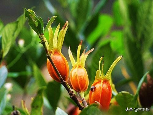 帶你回味童年吃過的46種野果子，記憶中的味道你還記得嗎？