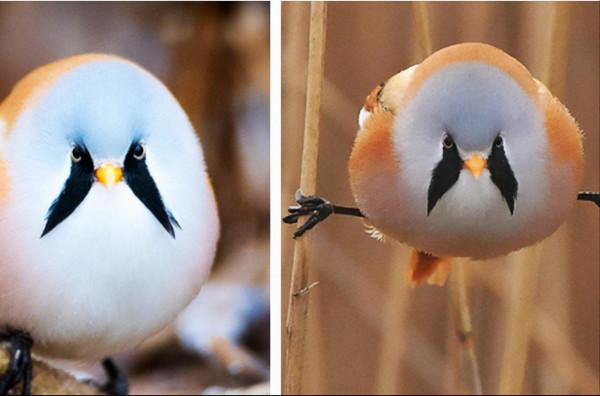 20個關於動物的有趣知識,有些動物居然牽著手睡覺 20個關於動物的有趣知識,有些動物居然牽著手睡覺