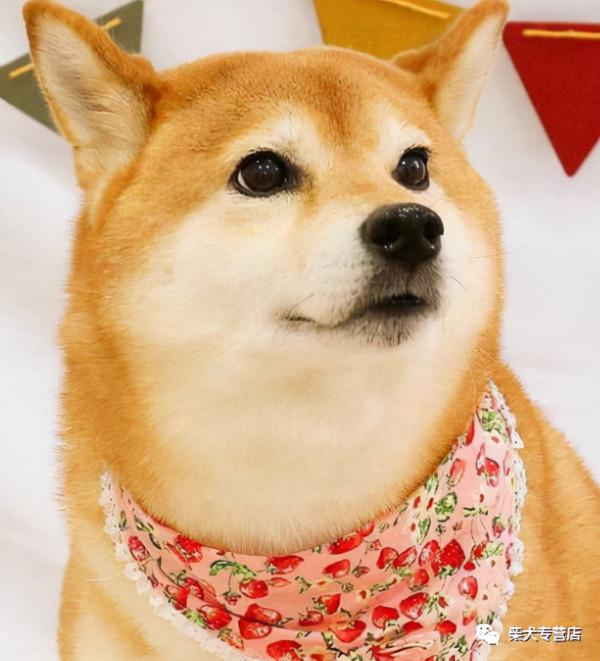 柴犬愛你的表現，看看你家的有沒有