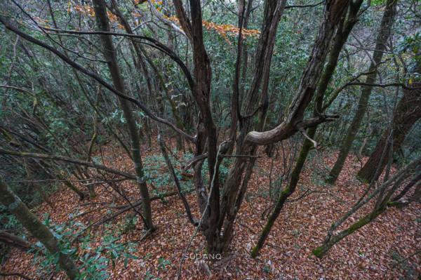 &OpenCurlyDoubleQuote;湖北西大門&rdquo;有多神秘？北緯30度的原始森林中，相傳有巴神洞