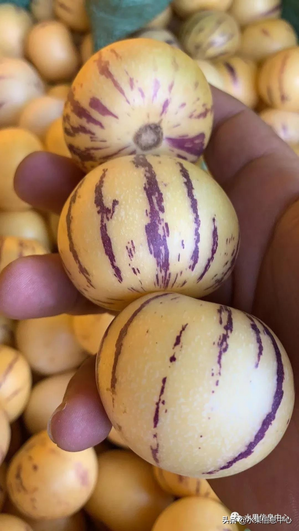 網友評選出“最難吃的水果”，你吃過幾種？