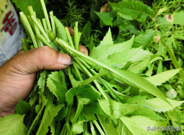 種什麼蔬菜一次種植長期收穫？這幾種“懶人菜”，省心又省力