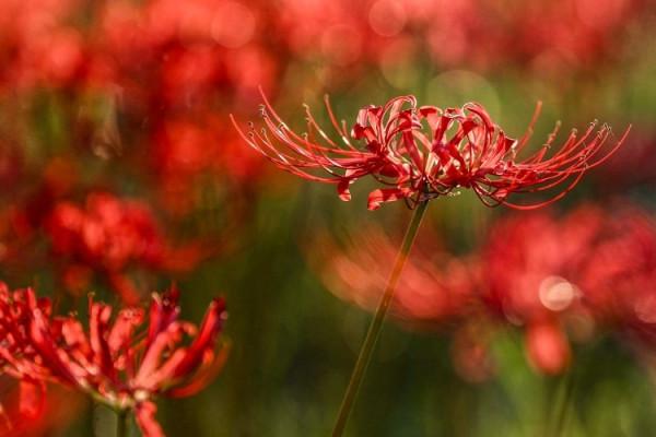 石蒜花開 明豔動人