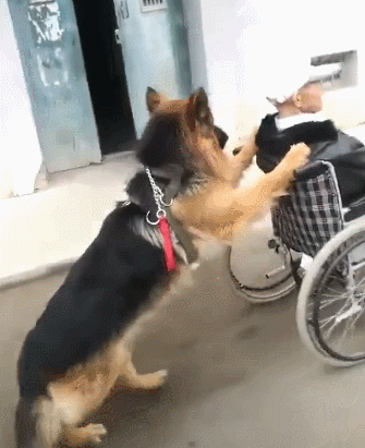 狗界最“通人性”的3種狗,你對它好,它會守護你一輩子 狗界最“通人性”的3種狗,你對它好,它會守護你一輩子