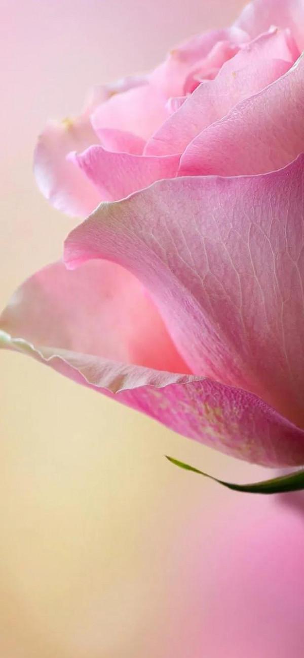 《人為什麼不肯死》——賈平凹