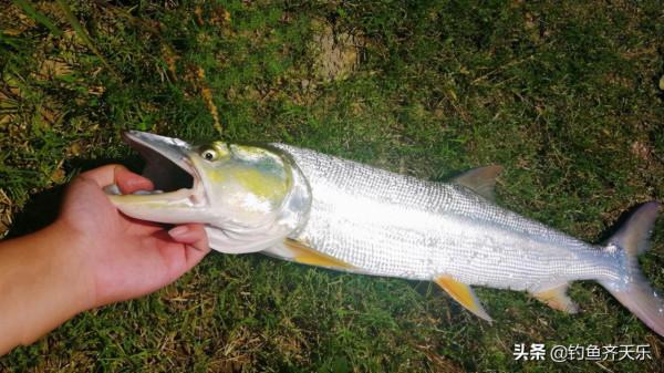 重慶垂釣規範出臺，多種魚不能再釣！網友：釣魚前請帶好尺子和秤