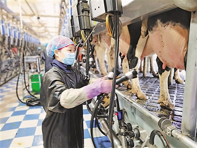 乘風破浪的“寧夏牛”
