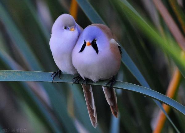樹上的鳥兒成雙對,綠水青山帶笑顏 樹上的鳥兒成雙對,綠水青山帶笑顏