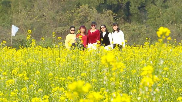 市區近郊大片金燦燦菜心花盛開，成為一道冬日美景