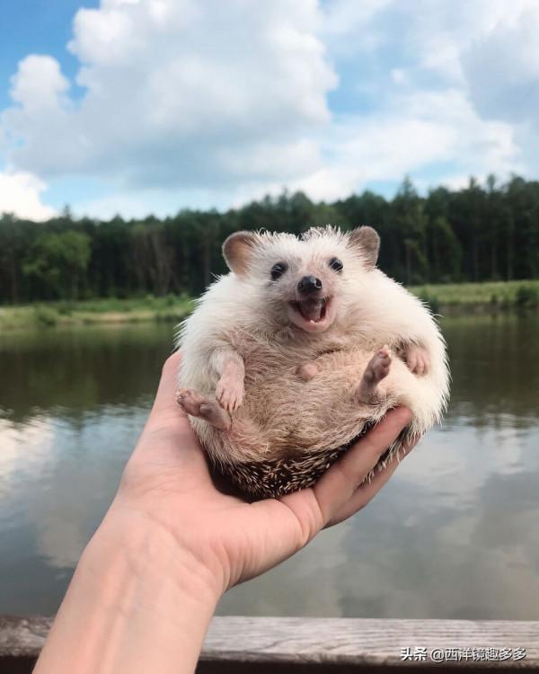 烏克蘭網紅小刺蝟，因愛露肚皮走紅網路，喜感十足的樣子太萌了