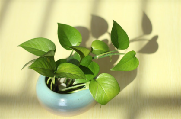 適合長期放在室內的植物,建議選擇10種花,不僅耐陰耐旱,還乾淨 適合長期放在室內的植物,建議選擇10種花,不僅耐陰耐旱,還乾淨