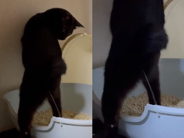 為什麼貓咪好好的不肯在貓砂盆裡排便了?可能是在跟你鬧情緒哦 為什麼貓咪好好的不肯在貓砂盆裡排便了?可能是在跟你鬧情緒哦