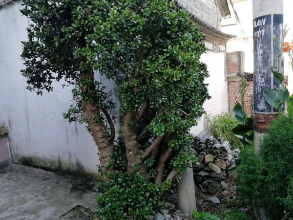 玉樹葉子發黃的原因有這5點，合理養護可使其葉子綠得油光發亮