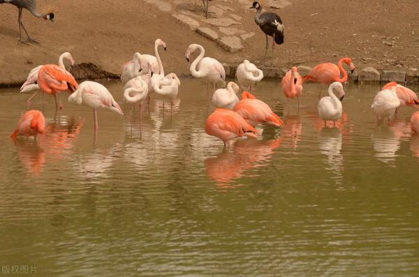 北京野生動物園,感受與動物零距離接觸 北京野生動物園,感受與動物零距離接觸
