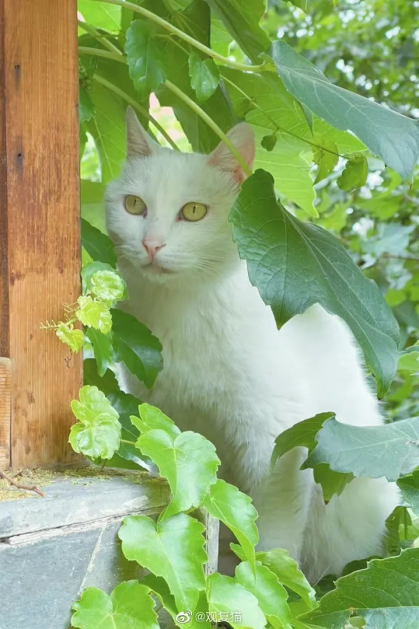 岳家槍和楊家槍能區分了嗎？