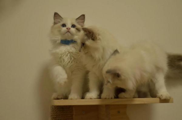 貓舍今年的行情與動態 貓舍今年的行情與動態