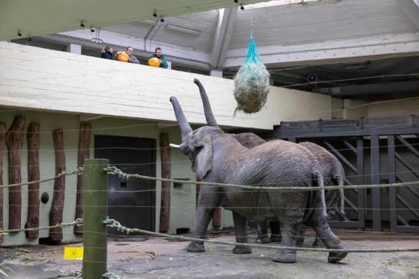 萬聖節將至，塔林動物園將為大象舉行南瓜派對