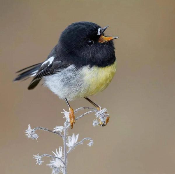 分享——最珍貴罕見的鳥