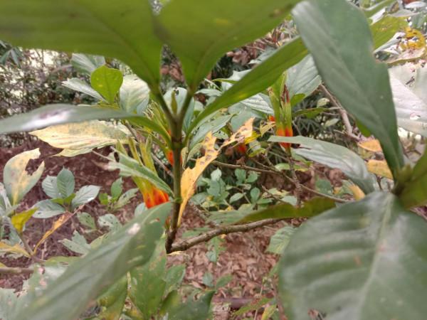 桅子黃了可以摘啦，用它泡水喝，瀉火除煩解煩惱