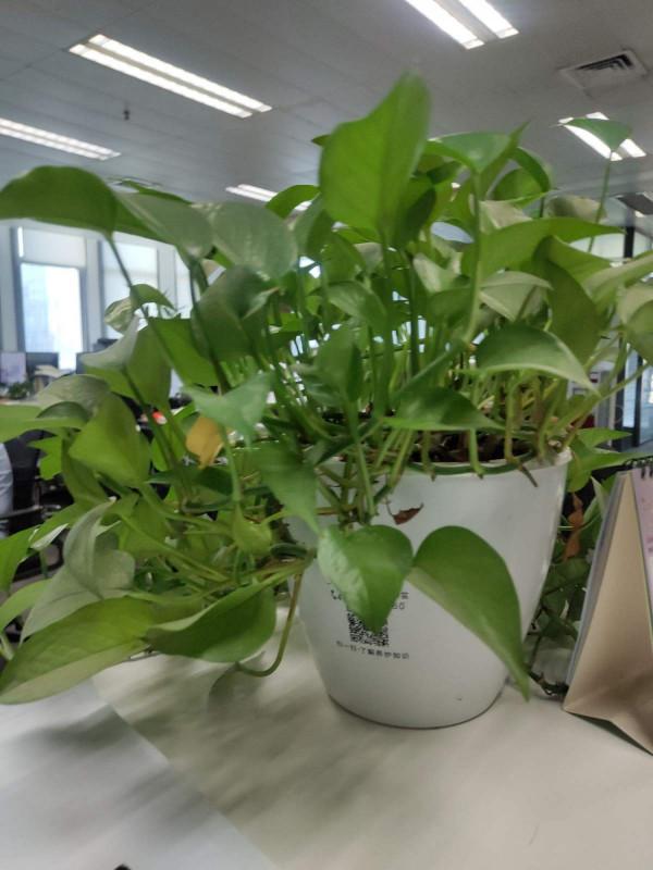 家中養花養不活?不是你不會養!試試這3種花 家中養花養不活?不是你不會養!試試這3種花