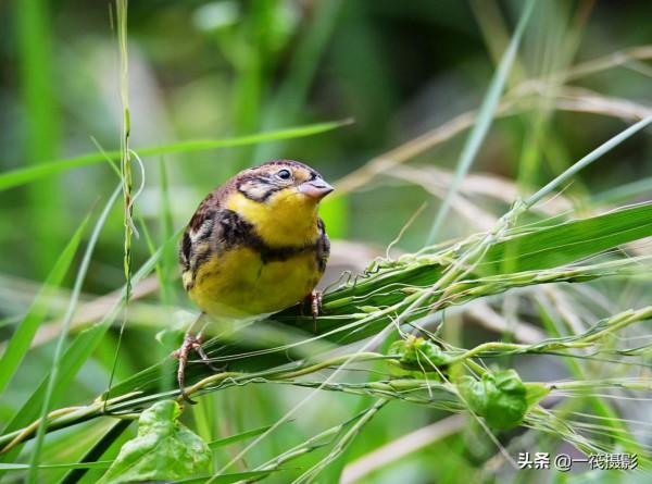 湖邊，這隻黃胸鵐正吃著野生稻種子