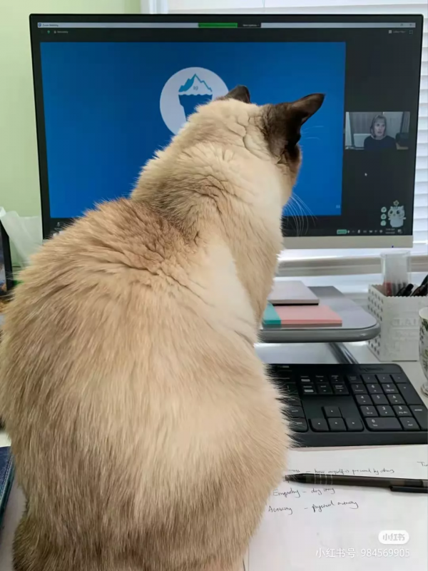 “下輩子,我再也不養暹羅貓了!” “下輩子,我再也不養暹羅貓了!”