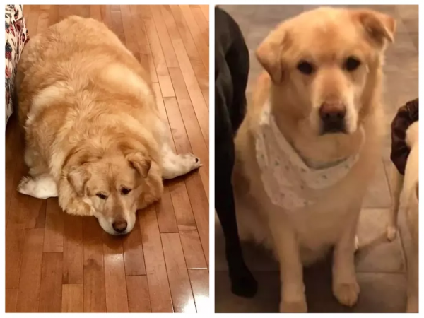 狗子因過於肥胖被拋棄，新主人幫它減肥成功後脫胎換骨