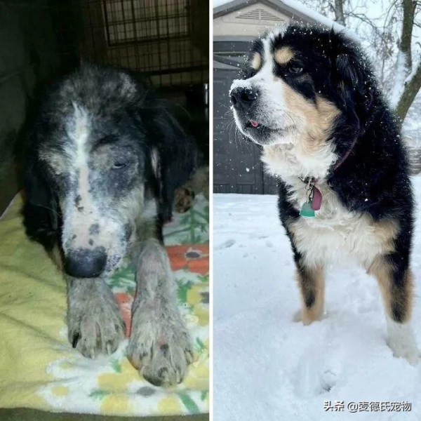 如果你也想要養狗，那就從救一隻狗開始吧...