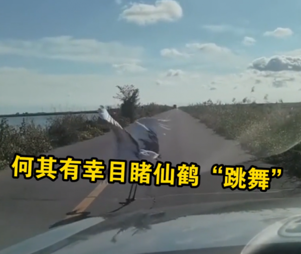黑龍江一男子偶遇仙鶴擋路，還獻上舞蹈，網友：何其有幸為你獨舞