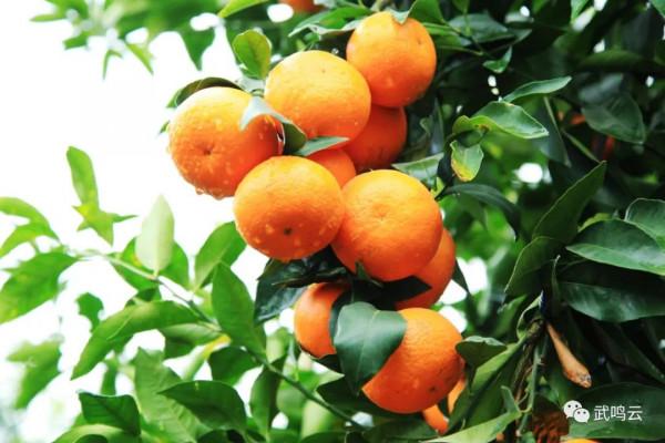 2021“冬遊廣西”正式啟動！