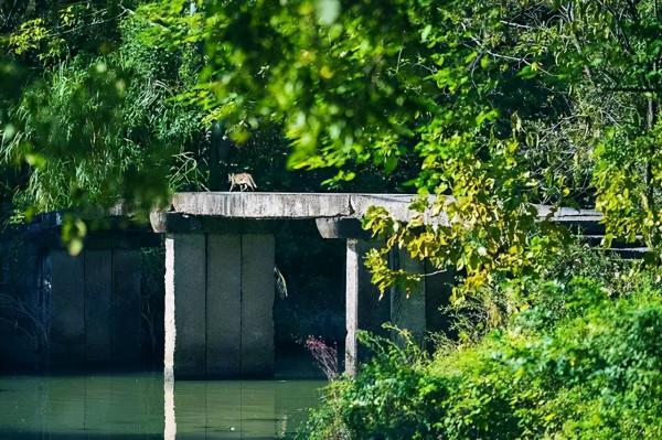 人間四月芳菲盡,西溪繁花始盛開 人間四月芳菲盡,西溪繁花始盛開