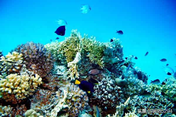 美麗的海底，難得一見的珊瑚王國
