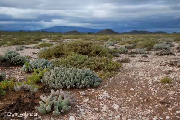 世界那麼大，多肉那麼美，我們一起去看看吧 | 南非多肉欣賞