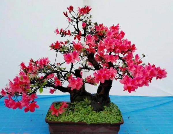 一盆一景一世界 一盆一景一世界