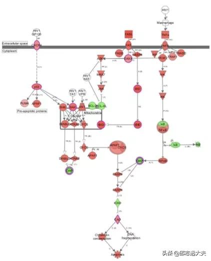 一文解鎖機制研究神器——IPA分析 一文解鎖機制研究神器——IPA分析