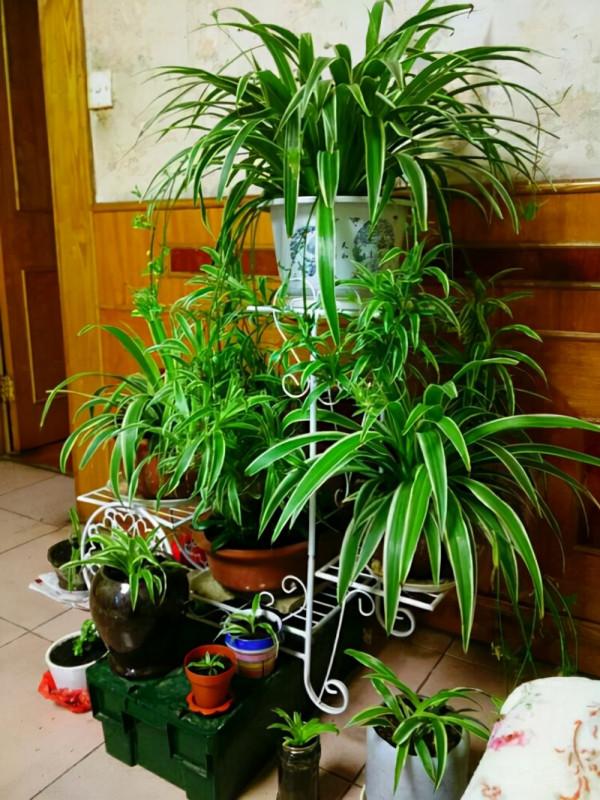 家裡光照少,可以養12種“陰性花”,“半陰地”更利於生長 家裡光照少,可以養12種“陰性花”,“半陰地”更利於生長