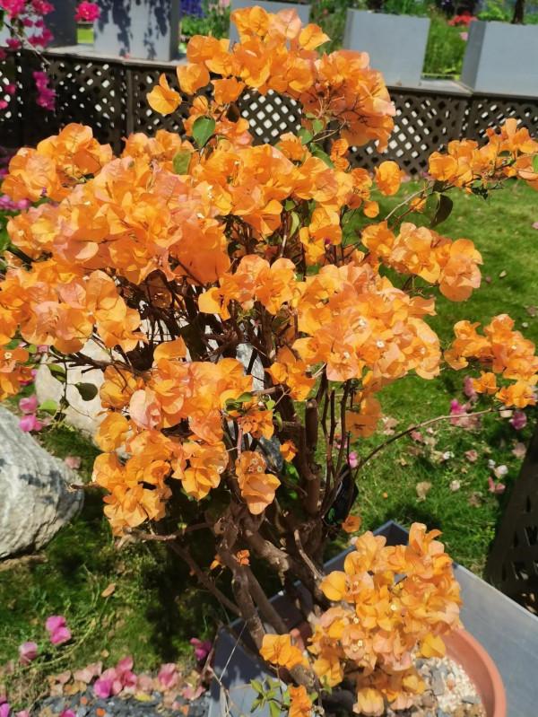 觀賞精品杜鵑 觀賞精品杜鵑