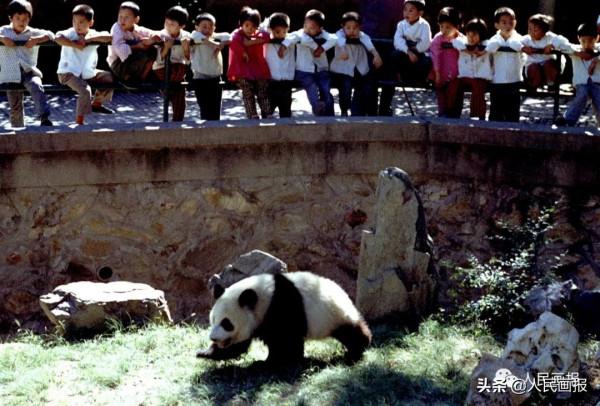 太可愛了吧！《人民畫報》裡的大熊貓檔案