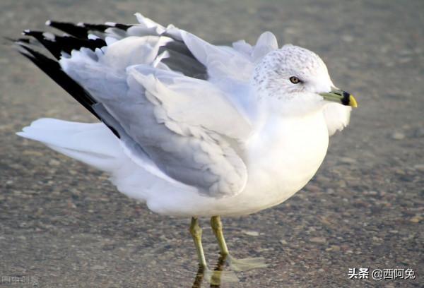 巨蟹座，精緻的粗曠主義者