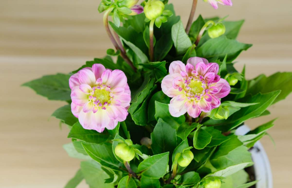 “毛病多”的9種花，新手很難養好，能養好的都是“大神”