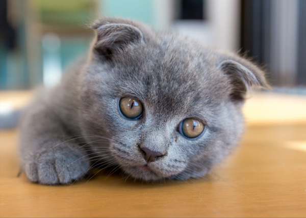 貓界智商排名，看看你家的貓排在第幾？