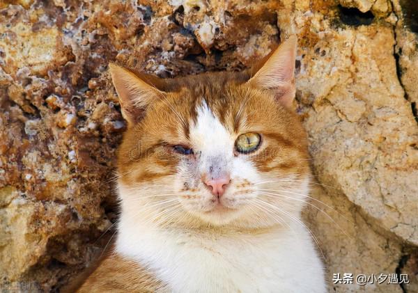 微型小說：今年發蔫了的人生