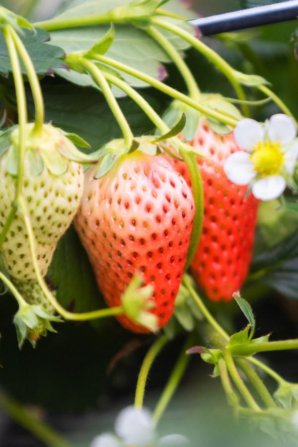 草莓&OpenCurlyDoubleQuote;吃&rdquo;上中草藥，效果真是不一般