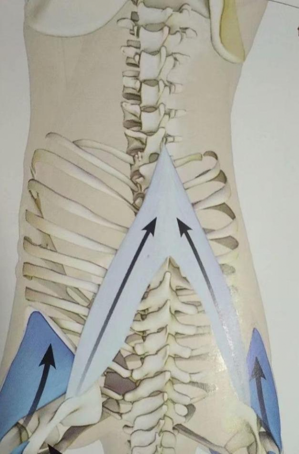 瑜伽站立前屈體式下不去?與其挖空心思拉伸腿後側,不如收住肚子 瑜伽站立前屈體式下不去?與其挖空心思拉伸腿後側,不如收住肚子