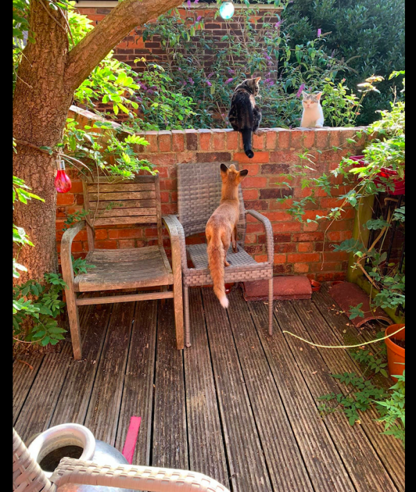 女子誤把野生動物當成流浪狗，好心餵養一個月，貓差點都被吃了