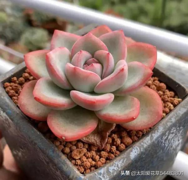 漂亮又好養的7個普貨多肉，新手也能輕鬆養出狀態